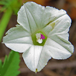 Ipomoea coptica